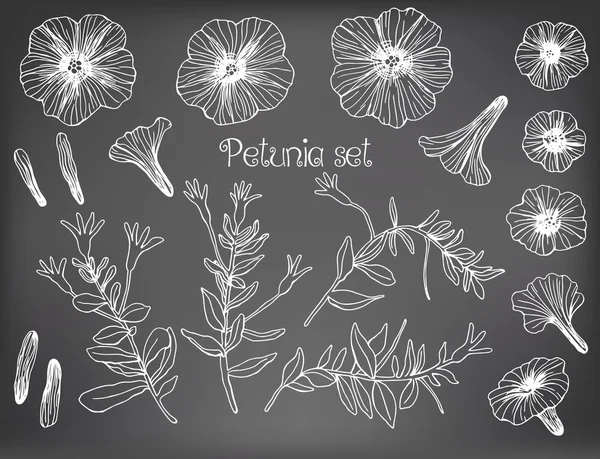 Juego de petunia — Archivo Imágenes Vectoriales