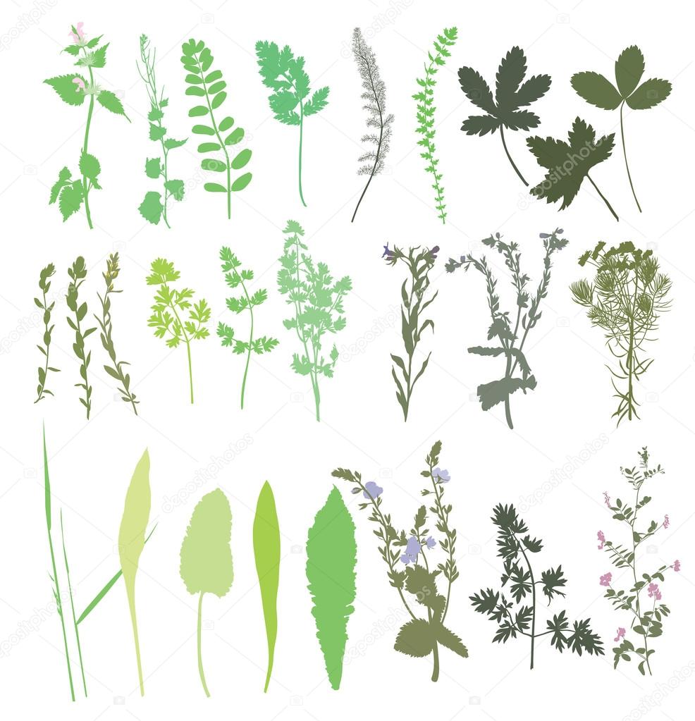 Collection of wild plants 