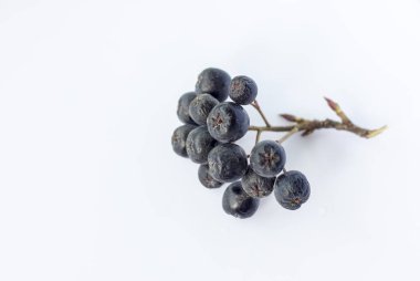 Beyaz bir arka planda Aronia böğürtleni filizi. Aronia üzümleri izole edilmiş. Beyaz arkaplan.
