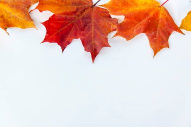 Akçaağaç yaprakları beyaz arkaplanda. Sonbahar yaprakları. İzole et. Sonbahar bileşimi.  