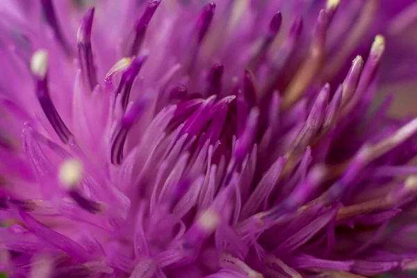 Bloem Close Macro Behang Achtergrond Bureaublad Omslag Macro Fotografie Van — Stockfoto