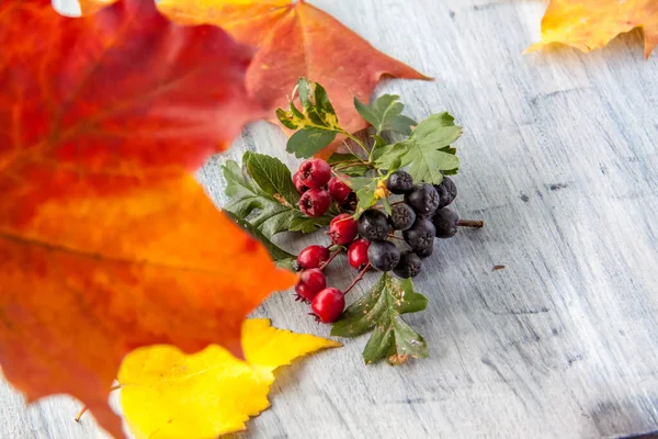 Autumn background. Theme of the harvest festival. Festive autumn decor of hawthorn berries, chokeberry berries and leaves on a painted wooden surface. Autumn composition.