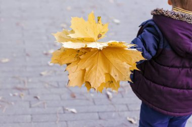 Parkta yürüyen bir çocuğun elinde bir buket akçaağaç yaprağı var. Akçaağaç yaprağı. Buketi olan bir çocuk.