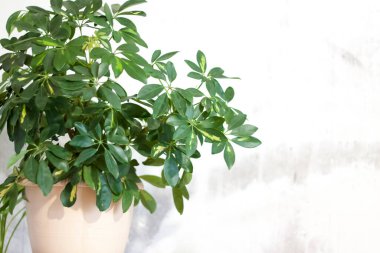 İşlenmemiş bir duvarın arka planında ev bitkisi olan esrar. Ev ya da oda dekorasyonu. Çiçek..