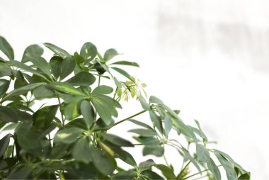 İşlenmemiş bir duvarın arka planında ev bitkisi olan esrar. Ev ya da oda dekorasyonu. Çiçek..