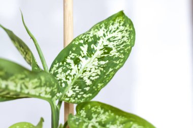 İşlenmemiş bir duvarın arka planında ev bitkisi olan esrar. Ev ya da oda dekorasyonu. Dieffenbachia ya da tencerede dambıl. Çiçek..