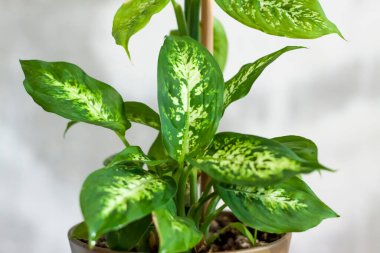 İşlenmemiş bir duvarın arka planında ev bitkisi olan esrar. Ev ya da oda dekorasyonu. Dieffenbachia ya da tencerede dambıl. Çiçek..