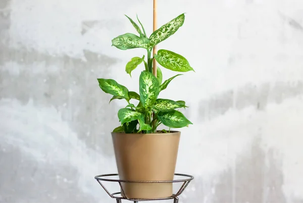 Pot with a home plant on the background of an untreated wall. Home or room decorations. Dieffenbachia or dumbcane in the pot. Houseplant.