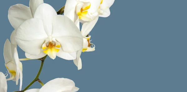 Large White Orchid Flowers Panoramic Image Panorama Banner Space Text — Stock Photo, Image