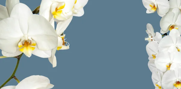Large White Orchid Flowers Panoramic Image Panorama Banner Space Text — Stock Photo, Image