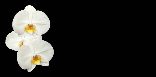 Nagy Fehér Orchidea Virágok Panoráma Kép Panoráma Egy Transzparens Szöveggel — Stock Fotó