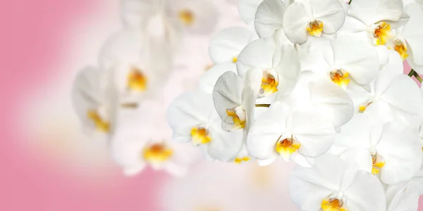 Large White Orchid Flowers Panoramic Image Panorama Banner Space Text — Stock Photo, Image