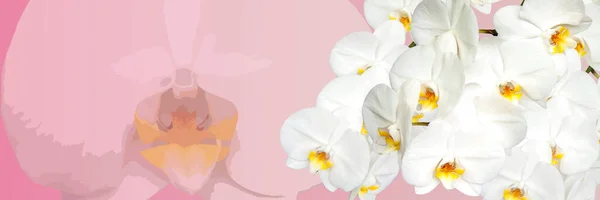Large White Orchid Flowers Panoramic Image Panorama Banner Space Text — Stock Photo, Image