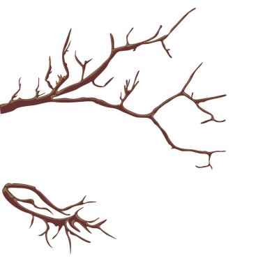 Kartpostallar ve grafik işleri için arka plan. Beyaz arka planda bir dal. Arkaplan, afiş, mesaj için yer. Görüntü