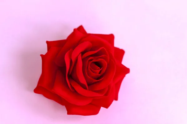 Rote Rose Auf Rosa Hintergrund Vorlage Das Konzept Des Valentinstags — Stockfoto