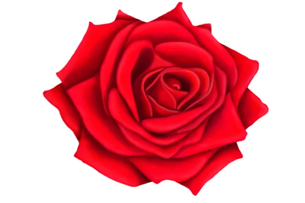 Illustrazione Una Rosa Rossa Sfondo Bianco Fai Una Dichiarazione Amore — Foto Stock