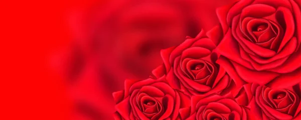 Bellissimo Sfondo Rosso Cartoline Lavori Grafici Rose Luminose Sfondo Rosso — Foto Stock