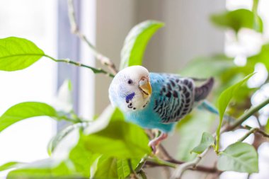 A beautiful blue budgie sits without a cage on a house plant. Tropical birds at home. Feathered pets at home clipart