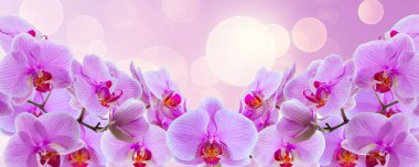 Kartpostallar ve grafik çalışmaları için mor orkide çiçekleriyle narin bir arkaplan. Pankart, yazı için yeri olan panorama. Kartpostal için arkaplan.