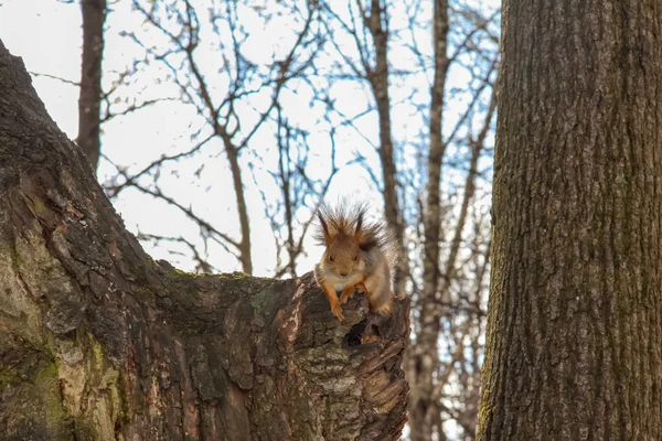 A little squirrel sits on a tree stump in the park. A squirrel on a tree. Nature and animals.