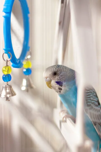 Бугги Голубой Попугай Сидит Клетке Птица Буджи Клетке Птиц — стоковое фото
