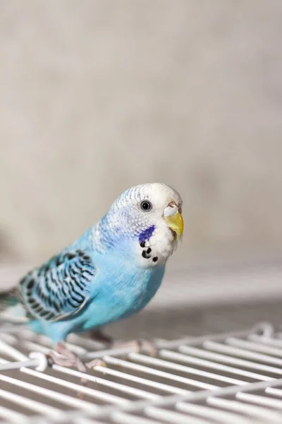 Vacker Blå Budgie Sitter Utan Bur Tropiska Fåglar Hemma Fjädrade — Stockfoto