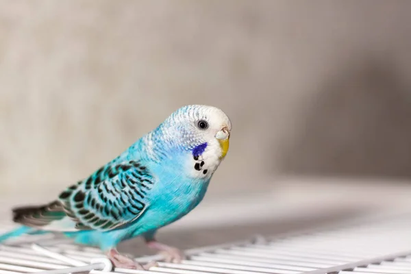 Vacker Blå Budgie Sitter Utan Bur Tropiska Fåglar Hemma Fjädrade — Stockfoto