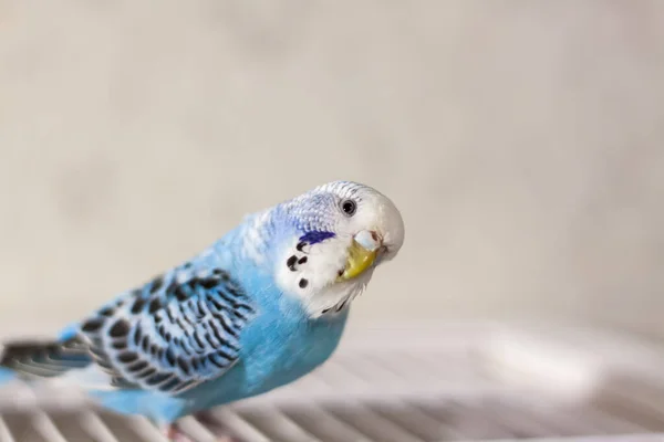 Krásný Modrý Pupík Sedí Bez Klece Tropičtí Ptáci Doma Peří — Stock fotografie