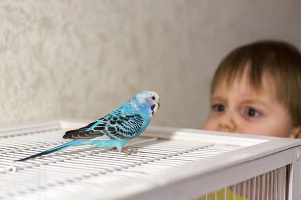 Lindo Orçamento Azul Senta Sem Uma Gaiola Aves Tropicais Casa — Fotografia de Stock