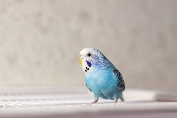 Beautiful Blue Budgie Sits Cage Tropical Birds Home Feathered Pets — Stock Photo, Image