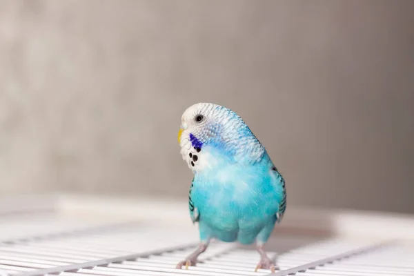 Vacker Blå Budgie Sitter Utan Bur Tropiska Fåglar Hemma Fjädrade — Stockfoto