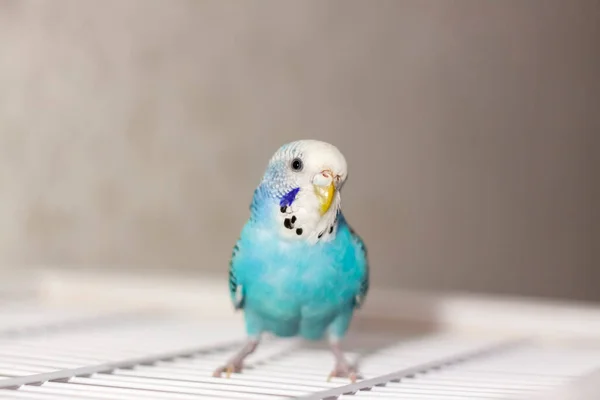 Hermoso Periquito Azul Sienta Sin Jaula Pájaros Tropicales Casa Mascotas — Foto de Stock