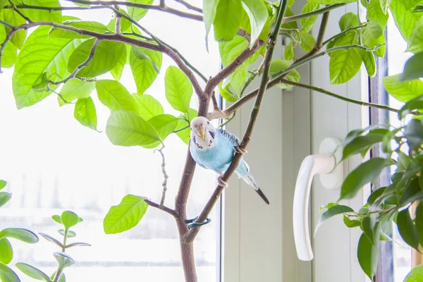 Beautiful Blue Budgie Sits Cage House Plant Tropical Birds Home — Stock Photo, Image