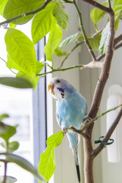 Hermoso Periquito Azul Sienta Sin Una Jaula Una Planta Casa — Foto de Stock