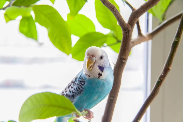 Гарний Блакитний Приятель Сидить Клітки Рослині Тропічні Птахи Вдома Пернаті — стокове фото