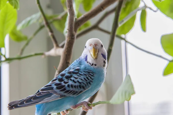 Een Mooie Blauwe Budgie Zit Zonder Kooi Een Huisplant Tropische — Stockfoto