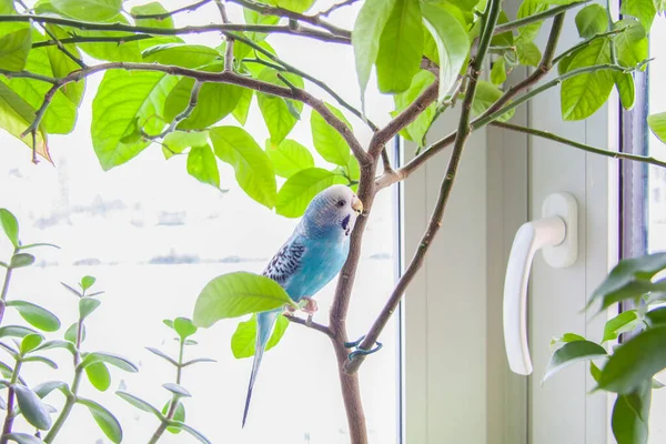 家の植物にケージのない美しい青いブギーが座っています 家にいる熱帯鳥 自宅で羽のペット — ストック写真