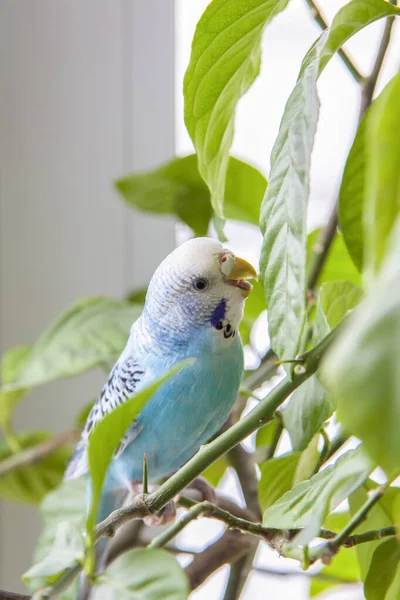 一个美丽的蓝芽没有笼笼坐在室内植物上 热带鸟类在家里 家养的羽毛宠物 — 图库照片
