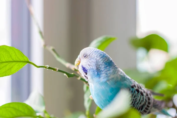 Ένα Όμορφο Μπλε Παπαγαλάκι Κάθεται Χωρίς Κλουβί Ένα Φυτό Σπιτιού — Φωτογραφία Αρχείου