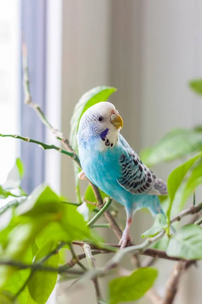 家の植物にケージのない美しい青いブギーが座っています 家にいる熱帯鳥 自宅で羽のペット — ストック写真