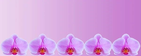 Delicate Background Purple Orchid Flowers Postcards Graphic Works Banner Panorama — Stock Photo, Image