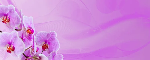 Delicate Background Purple Orchid Flowers Postcards Graphic Works Banner Panorama — Stock Photo, Image