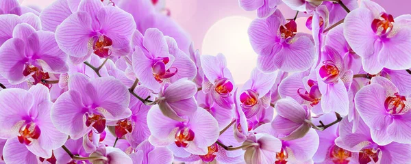 Delicate Background Purple Orchid Flowers Postcards Graphic Works Banner Panorama — Stock Photo, Image