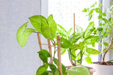 Ev bahçesi. Saksı çiçekleri. Şık bir botanik tasarımı. Evde bahçıvanlık kavramı. Şablon.