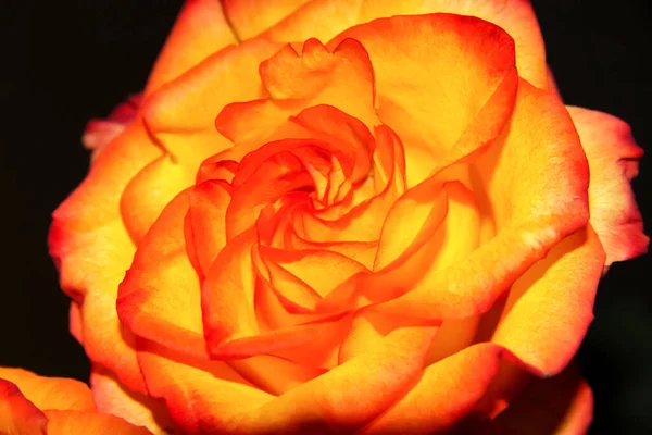 Jasnopomarańczowy Pączek Róży Ciemnym Tle Piękna Róża Wzór — Zdjęcie stockowe