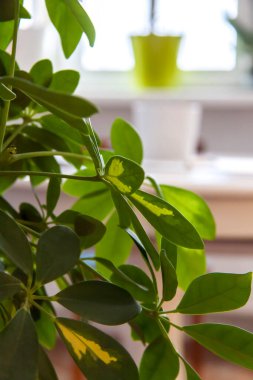 Ev yapımı bir saksı çiçek. Yeşil yapraklar. Saksı çiçekleri. Ev dekoru.