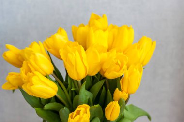 Açık arkaplanda bir buket taze sarı lale. İç kısımda bahar çiçekleri var. Bahar ya da tatil konsepti, 8 Mart, Uluslararası Kadınlar Günü, doğum günü. 