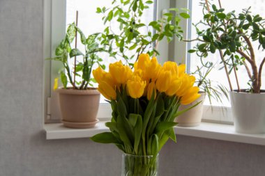 Bir buket taze sarı lale. Pencerenin önündeki masada üzerinde bitkiler olan bir buket lale. İç kısımda bahar çiçekleri var. Bahar ya da tatil konsepti, 8 Mart, Uluslararası Kadınlar Günü, doğum günü.