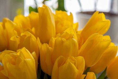 Bir buket sarı lale. Yakından bir buket taze lale. İç kısımda bahar çiçekleri var. Bahar ya da tatil konsepti, 8 Mart, Uluslararası Kadınlar Günü, doğum günü.