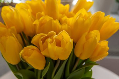 Açık arkaplanda bir buket taze sarı lale. İç kısımda bahar çiçekleri var. Bahar ya da tatil konsepti, 8 Mart, Uluslararası Kadınlar Günü, doğum günü. 